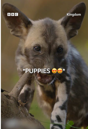 Video post by @bbcearth on TikTok