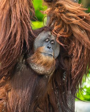 Image post by @thetorontozoo on Instagram