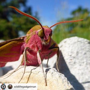 Image post by @rspb on Instagram