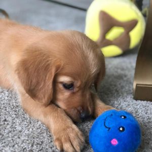 Image post by @pancake.thegolden on Instagram