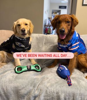 Image post by @petsmart on Instagram