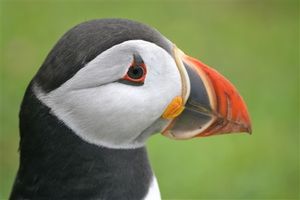 Image post by @rspb on Instagram