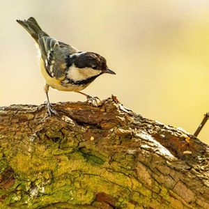 Image post by @rspb on Instagram