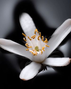 Image post by @guerlain on Instagram