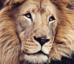 Image post by @sandiegozoo on Instagram