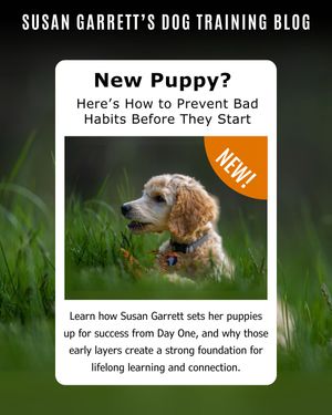 Image post by @susangarrettdogsthat on Instagram