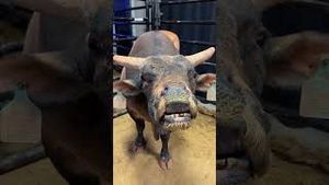 Video post by @pbr on YouTube