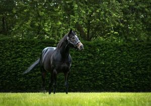 Image post by @juddmonte on Instagram