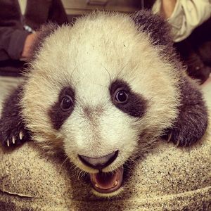 Image post by @sandiegozoo on Instagram