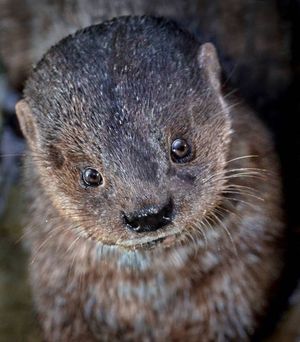 Image post by @sandiegozoo on Instagram