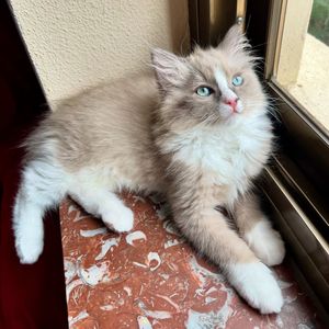 Image post by @brunrik.and.pyrene.ragdolls on Instagram
