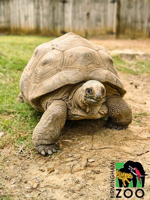 Image post by @bhamzoo on Instagram