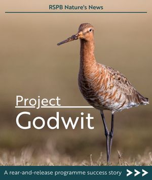 Image post by @rspb on Instagram
