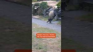 Video post by @accuweather on YouTube