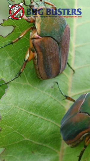 Video post by @bugbustersusa on TikTok