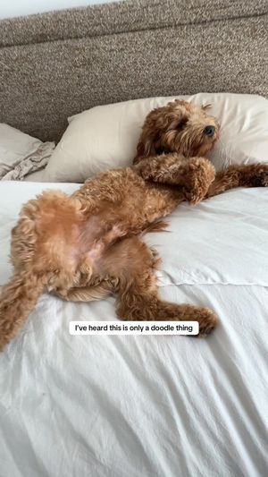 Video post by @tedflixnchill on TikTok