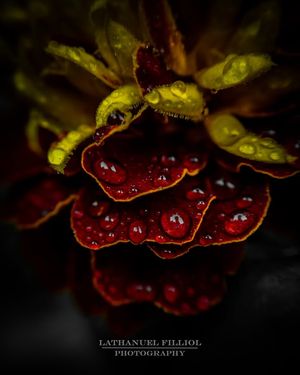 Image post by @Lathanuel Filliol Photography on Facebook