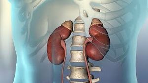 Video post by @nucleusmedicalmedia on YouTube
