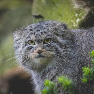 Image post by @bbcearth on Instagram