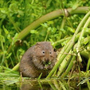 Image post by @rspb on Instagram