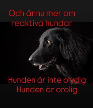 Image post by @det_goda_hundagarskapet on Instagram