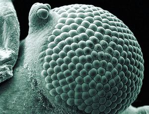 Image post by @worldscifest on Instagram