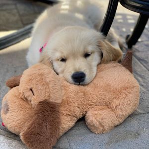Image post by @originalsnugglepuppy on Instagram