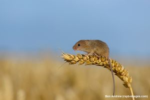 Image post by @rspb on Instagram