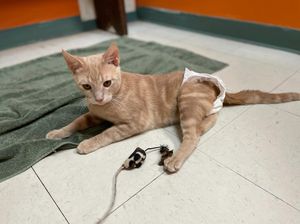 Image post by @suncoasthumane on Instagram