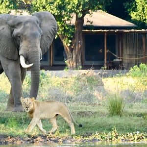 Image post by @chiawasafaris on Instagram