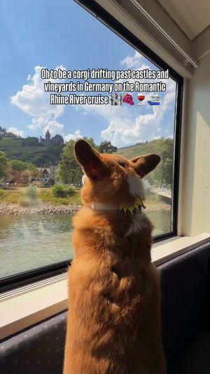Image post by @ziggythecorg on Facebook