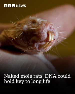 Image post by @bbcnews on Instagram