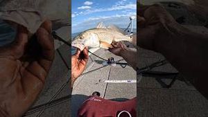 Video post by @hoodfishingentertainment on YouTube