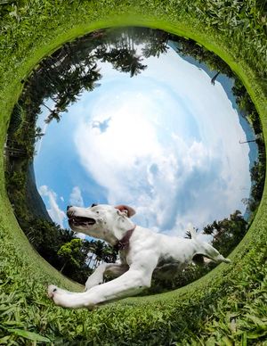Image post by @gopro on Instagram