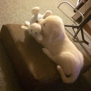 Image post by @mikethewhitegolden on Instagram