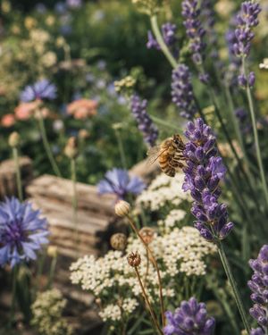 Image post by @oldenburgerwohngarten on Instagram