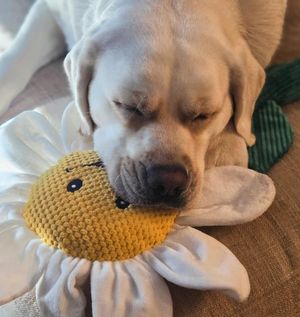 Image post by @shop_buddybythesea on Instagram