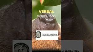 Video post by @firstcoastnews on YouTube