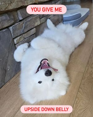 Image post by @petsmart on Instagram