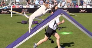 Image post by @purina on Instagram