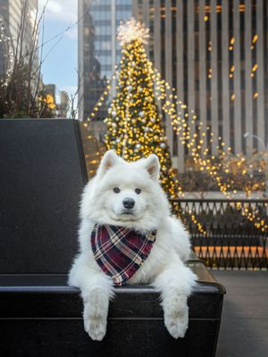 Image post by @littlebearlumi on Instagram