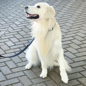 Image post by @mikethewhitegolden on Instagram