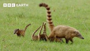 Video post by @bbcearth on YouTube