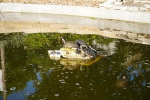 Image post by @utaustintx on Instagram