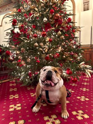 Image post by @Georgetown on Twitter
