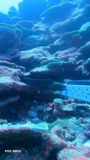 Video post by @natgeopristineseas on Instagram