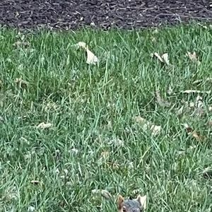 Image post by @squirrels.mizzou on Instagram
