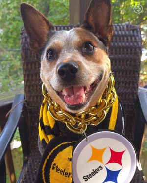 Image post by @steelers_nation_unite on Instagram