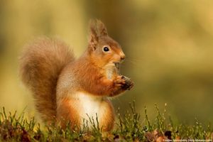 Image post by @rspb on Instagram