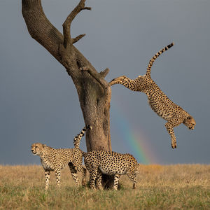 Image post by @bbcearth on Instagram